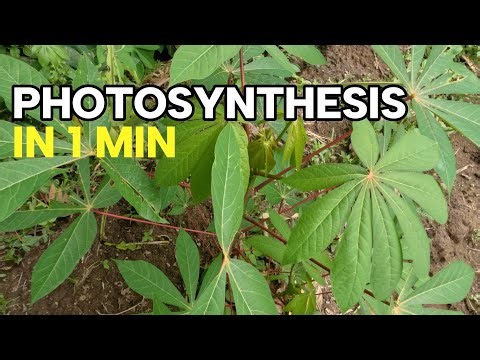 Photosynthesis Explained In 1 Minute. Light reactions in photosynthesis.