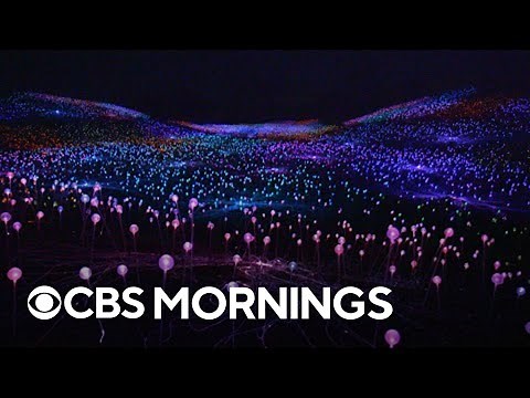 California’s dazzling "Field of Light" display comes alive at sunset