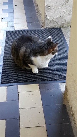 LuCa the Watchcat (7) #itsluca #luca #clever #cat #watchcat #gatto #katze #alleliebenluca