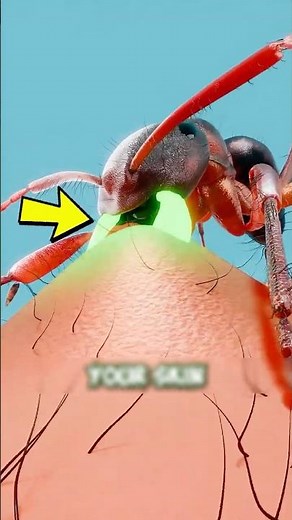 Bit by an Ant? Here’s What You Should Do!? 😲