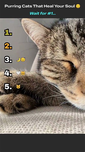Top 5 Purring Cats That Instantly Calm You 🐱💤 | Wait for #1