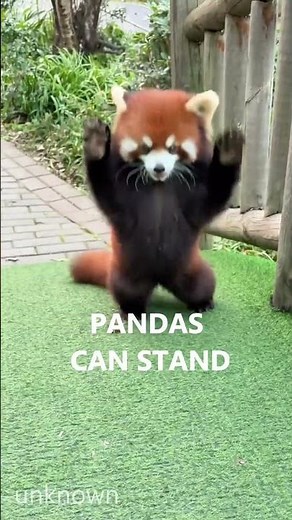 Red Panda: The Real Panda You Never Knew Existed