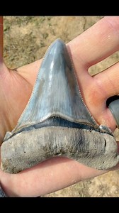 Spectacular Megalodon ancestor shark tooth found, called Angustidens, at Palmetto Fossil Excursions. The value and rarity of this tooth are because of its size, colors, condition, and quality. This tooth is as about as close to perfection as you can get! It is condisdered an Angustiden of a lifetime, found by Harris Captain #fossil #sharks #rarebeauty | SHRKco