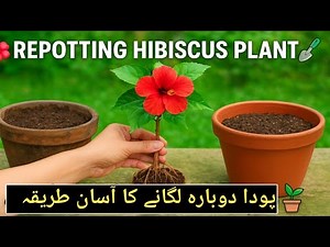 How to Repot Hibiscus Plant | Easy Repotting Tips for Healthy Growth