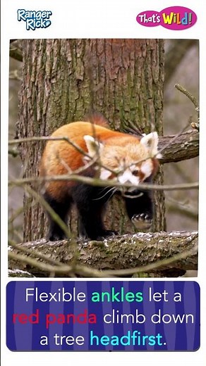 Red Panda has special ANKLES #animalsforkids #kidslearning #animalfacts #panda #natureforkids