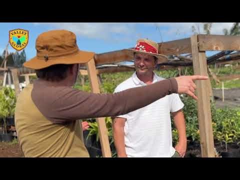 Regenerative Farming Secrets: Gliricidia Living Windbreaks at Oko'a Farms, Maui