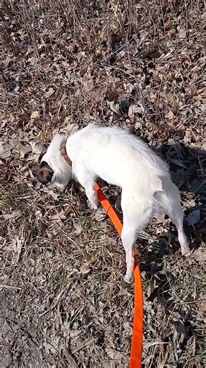 🦊🌹 Miss Gypsy Rose K9 Hunting Mice 🐁🐁🐁🐁🐁 March 25th 2026 🦊🌹