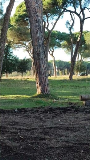 Spostamenti di materiale bellico nel parco di San Rossore - Pisa