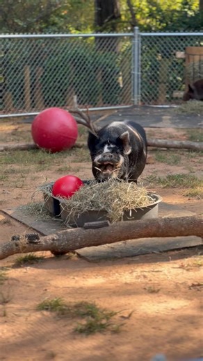 Snack time with Ted! 🐗 Turn your sound up to enjoy some kunekune pig ASMR. 🔊 📹 Animal Care Specialist Sasha | Greenville Zoo