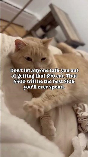 No regrets 😹 But seriously, pet insurance helps!