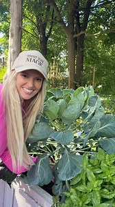 28K views · 408 reactions | 塞 Grow Brussel Sprouts At Home! 塞 Below...