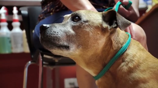 This dog can’t stop chewing his feet