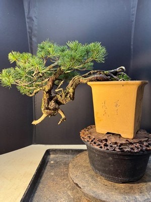 Japanese White Pine, Evergreen Bonsai Tree.  Outdoor Hardy. Yamadori, Rare | eBay