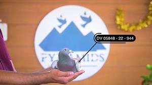 Below a video of the winner of the final race Pyramids One Loft Race 2023 raced by team Sky Hawks! 🤩 The Pyramid OLR auction starts tonight on PIPA, all stars from the final and ace pigeon competition will be on offer! | PIPA