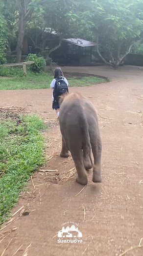 1.7M views · 10K reactions | ชีวิตลูกสาวแห่งชาติ เดินมาส่งพี่วันใหม่ขึ้นรถไปโรงเรียนเสร็จแล้วต้องรีบกลับมาจัดแจงปลุกอีกคนให้ตื่นอีก ( คนที่คุณรู้ว่าใคร ) | Patara Elephant Conservation | Facebook