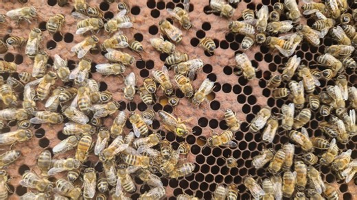 Abeilles, biodiversité et nature au programme d’une conférence à Lavaqueresse