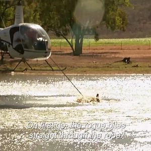 Crazy helicopter catch of a 12ft. long crocodile stuck in river! 🐊 | Untamed
