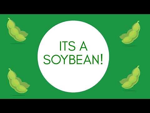 Soybean Milling Process