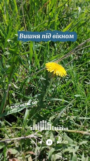 Вишня під вікном 🎶 Український ШАНСОН 🫶 авторська пісня #music SYNTHETIC GO