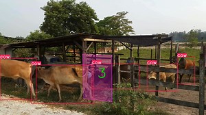 # **Ứng dụng AI đếm số bò checkin & checkout **🐂🐂🐂 #Ultralytics #yolo #objectcounter Có 1 thực trạng là ở hầu hết các trang trại ở Việt Nam, thường không có quầy lễ tân giống như trong khách sạn. Do đó thường khá là khó để có thể đếm và theo dõi được số lượng bò checkin và checkout mỗi ngày. Do đó mình làm ứng dụng AI này để giúp các bác nông dân đếm bò dễ hơn 🐧 | Việt Nguyễn AI