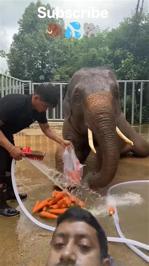tha elephant is bathing and popping eating #viral #elephant #animals #viral shorts#viral video