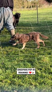 205K views · 12K reactions | Sheepdog Pup in Training! ❤️凉 #puppy #dogtraining | Sean The Sheepman | Facebook
