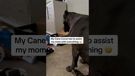 Giant dog helps owner with tasks around the house