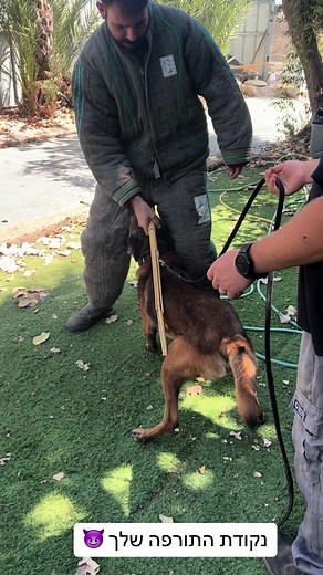 Training a German Shepherd: Outdoor Fun and Safety Tips