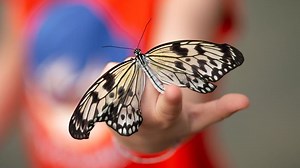 20 Contoh Hewan Avertebrata, Ciri, Klasifikasi & Bedanya dengan Vertebrata