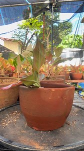 Paano mag save ng nagkaroon ng root rot na Aglaonema plant! #plantcaretips #aglaonemalovers #gardening @highlight | Rodelyn Pondales