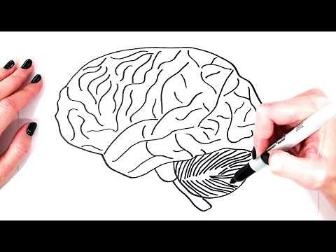 How To Draw A Brain Step By Step | Realistic Brain Drawing | Drawing Tutorial | Super Easy Drawings
