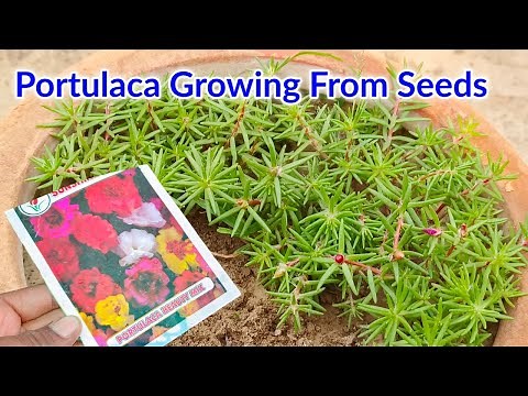 How To Grow Portulaca From Seeds