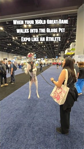 Athletic Great Dane jumps #greatdane #dog #shorts #jump #pets #giants #bigdog #viral #dogshorts #pet