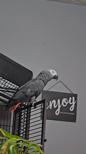 12 reactions | Fiki's foul language (Steve's fault) | Tammy Fox | Facebook