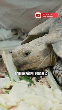 The perfect reptile for a terrarium? - 🐢 Leopard tortoise