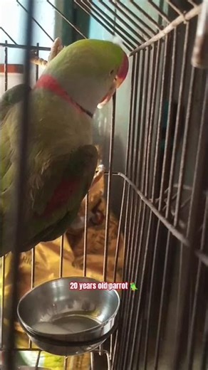 my parrot shorts video vlog || parrot viralvideo #trending #parrot #explore #explorepage #parrotlet