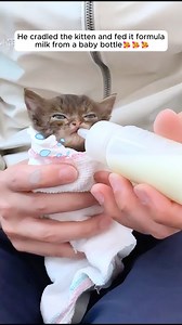 13K views · 190 reactions | This man rescued a lost kitten on the road #cat #cats #catsofinstagram #animallover #loveanimals #animallover #animalsofinstagram #rescueanimals #rescue #kittens #animalplanet #animalworld #wholesome | AnimalLove Stories | Facebook