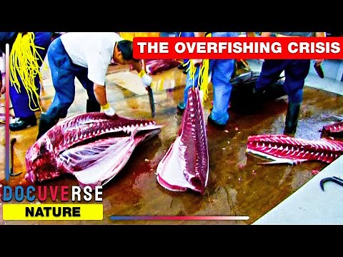 END OF THE LINE: THE REAL IMPACT OF OVERFISHING | Full DOCUMENTARY