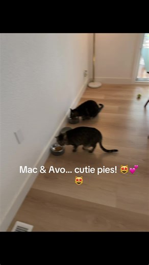 Mac & Avo, short for Avocado & Macaroni. They are the sweetest sisters. 😻🐾😻 #rescue #adopt #foster #adoptseniorpets #happykitties
