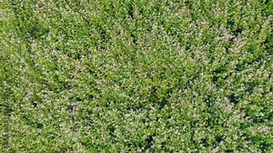 Field with buckwheat in bloom. Flowers of buckwheat and buckwheat vast fields. Organic products in Europe. Environmentally friendly agriculture. Grain (Fagopyrum esculentum)