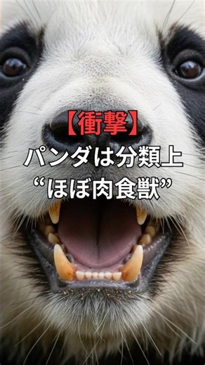 【衝撃】パンダは分類上“ほぼ肉食獣” #shorts #雑学