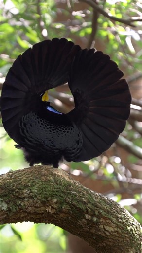 83K views · 9.2K reactions | Love language, bird edition 襁 This wing display is a key part of the paradise riflebird’s courtship behaviour. By spreading his wings and subtly shifting his body, the male uses the iridescence of his feathers to catch the light and stand out. Females observe these displays closely before choosing a mate. #EarthCapture by @markus.gebhard.89. . . . . #ParadiseRiflebird #BirdsPhotography #MatingRituals | BBC Earth | Facebook