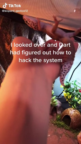 Leopard Gecko Care: Keeping Your Pet Happy