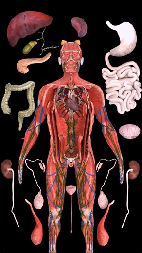 The Human Internal Organs An Overview ✨ . . - **Liver**: Processes nutrients and detoxifies. - **Stomach**: Digests food. - **Spleen**: Filters blood and supports the immune system. - **Pancreas**: Produces digestive enzymes and hormones. - **Bile Duct**: Transports bile from the liver to the gallbladder. - **Gallbladder**: Stores bile for digestion. - **Small Intestine**: Absorbs nutrients from food. - **Large Intestine**: Absorbs water and forms waste. - **Kidneys**: Filter blood and produce u