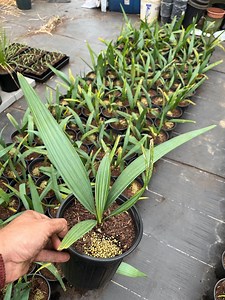 Sabal Minor 1 Gallon!! - Etsy