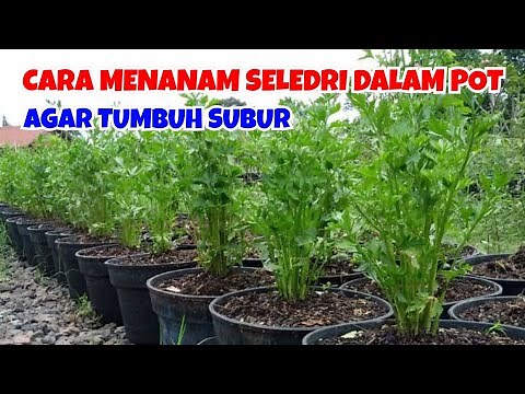 HOW TO PLANT CELERY IN A POT SO IT GROWS THRILY