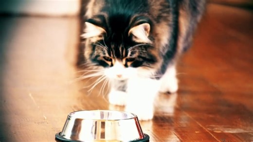 Bird flu mutations show potential for easier human spread. What is the pandemic risk?