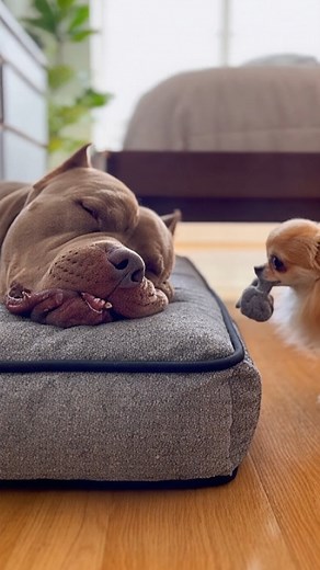 20K reactions · 297 shares | “Chihuahua uploaded a toy into the pitbull like it was a software update… Pitbull rebooted with MAXIMUM panic ⚡” #ChihuahuaVsPitbull #DogComedy #TinyDogEnergy #FunnyPets #PetHumor #PitbullLife #DogTok #DailyLaughs #ViralReels #PetReels #PuppyChaos | Arianna Soohafyah | Facebook