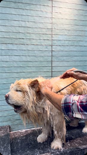 Simba🐾 on Instagram: "😭🙏🏻 simba ka snan 😂 #dogsofinstagram #chowchow #instagood #simba #fluffy"