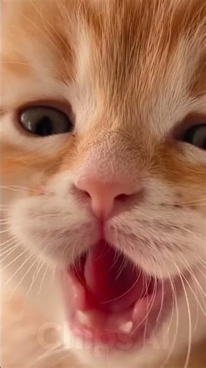 This Slow Motion Kitten Yawn Is Pure Therapy 🐱🧡 #kitten #kittenyawn #cutekitten #sleepykitten